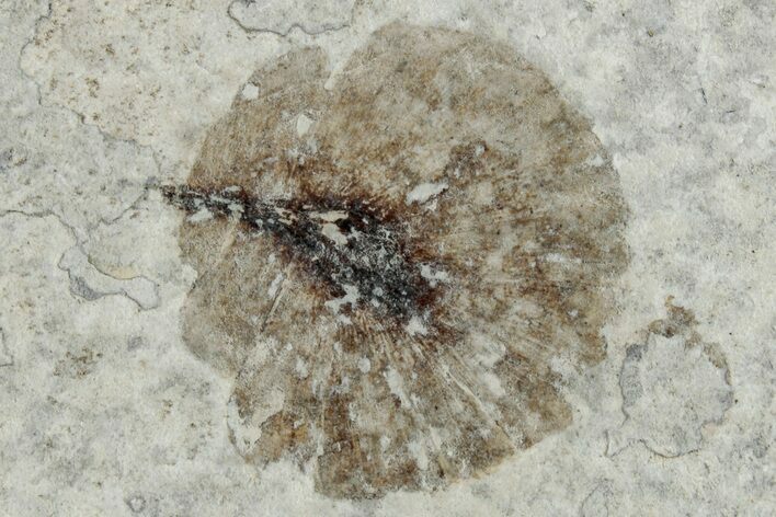 Fossil Winged Seed (Dipteriona) - Green River Formation #260412